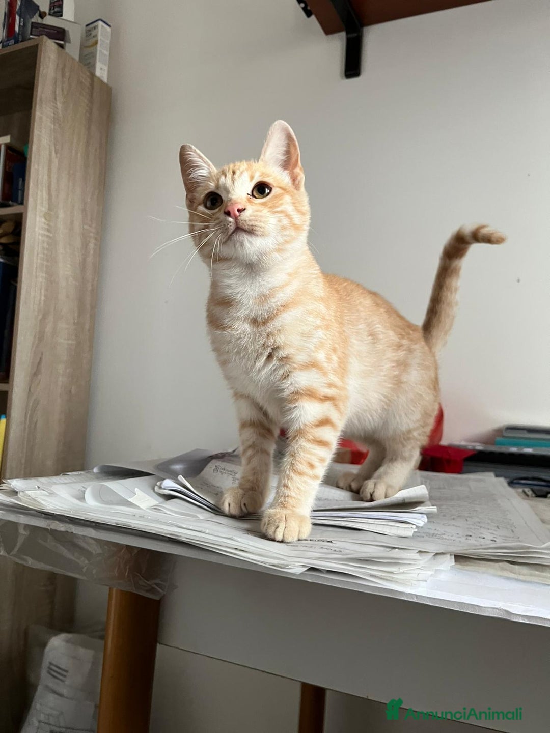 Meticcio gatti in regalo: Cuccioli di 4mesi - Immagine 1