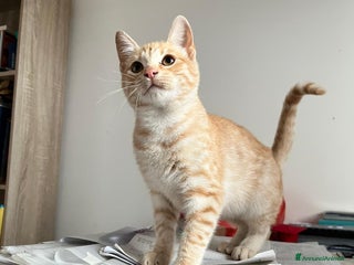 Meticcio gatti Cuccioli di 4mesi - Annuncio 28