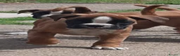 Boxer cani in vendita: Boxer Cuccioli  - Annuncio 4