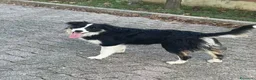 Border Collie cani in vendita: Cucciolo maschio di Border collie - Annuncio 6