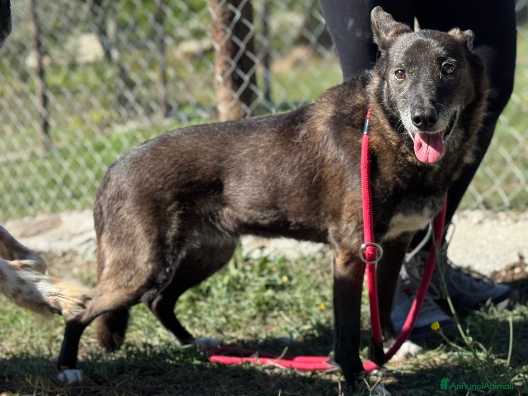 Meticcio cani in regalo: Capucine è in Cajile da 12 anni!!! - Annuncio 2