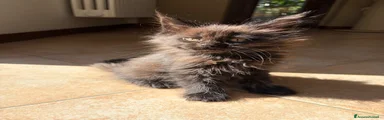 Maine Coon 1