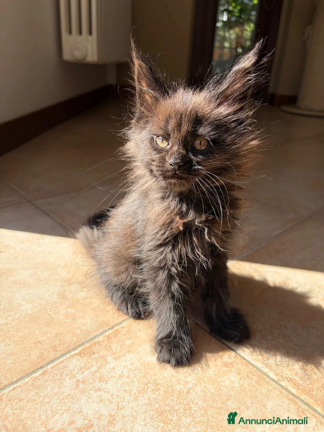 Maine Coon gatti in vendita: Maine coon con pedigree  a Provincia di Lecco - Annuncio 2