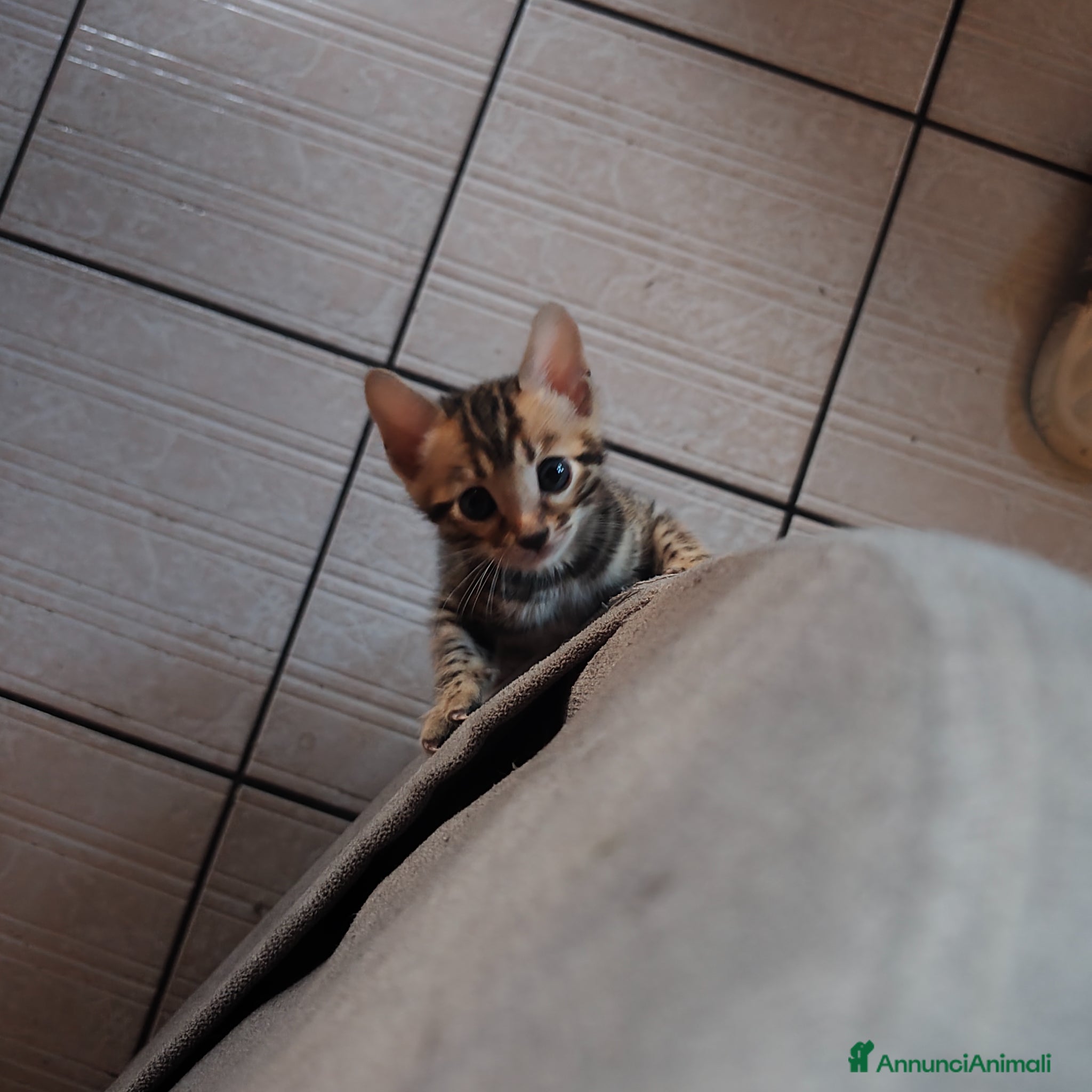 Bengala gatti in vendita: Cuccioli bengala  a Città metropolitana di Cagliari - Annuncio 6