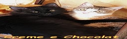 Altre razze gatti in regalo: CRÈME & CHOCOLAT - Annuncio 4
