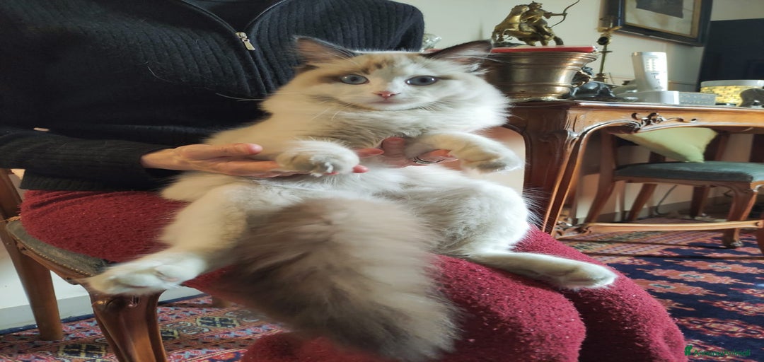 Immagine della galleria {{count}}