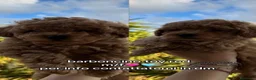 Barboncino Toy cani in vendita: Cagnolini Barboncino Toy a Città metropolitana di Reggio Calabria - Annuncio 2
