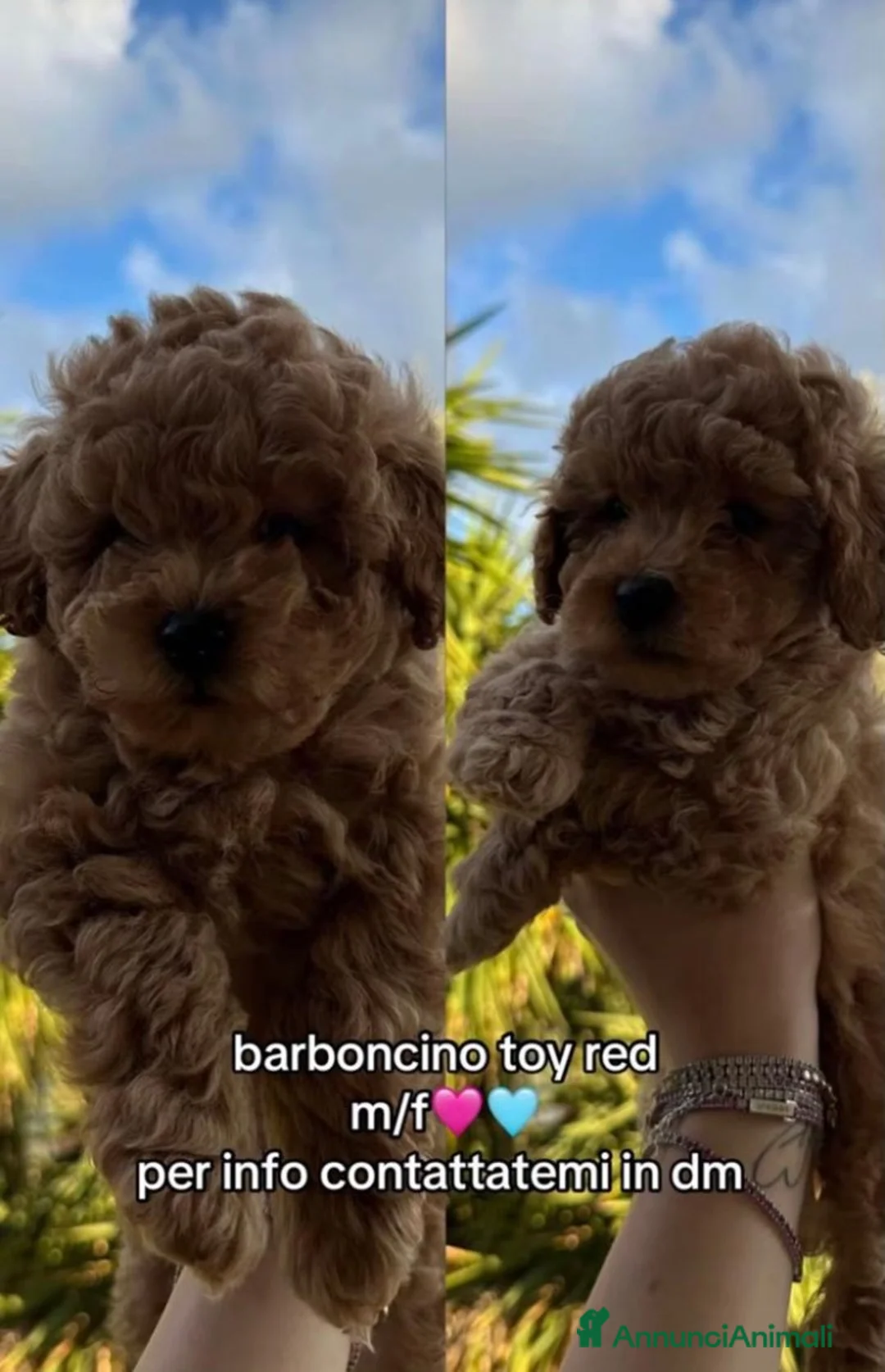 Barboncino Toy cani in vendita: Cagnolini Barboncino Toy a Città metropolitana di Reggio Calabria - Annuncio 2