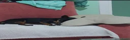Meticcio cani in vendita: Miticcio pinser - Annuncio 4