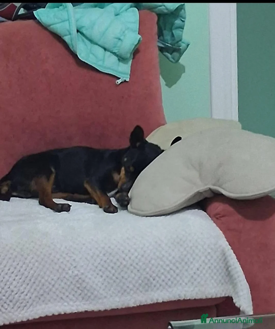 Meticcio cani in vendita: Miticcio pinser - Annuncio 4