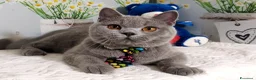 Scottish gatti in vendita: Scottish Straight Marloy - Annuncio 1