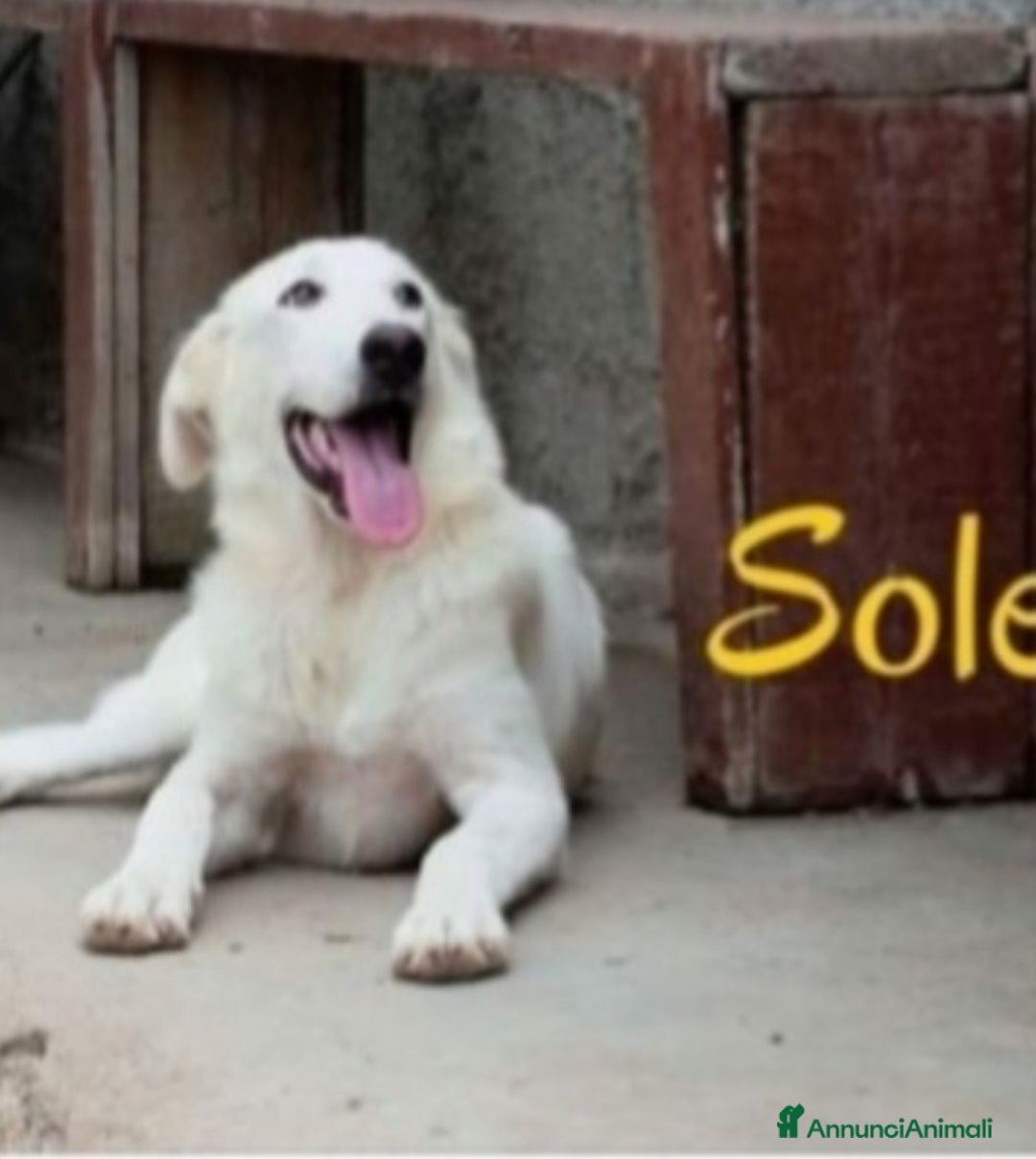 Meticcio cani in regalo: Sole 3anni buttato cucciolo a morire in 1fiume.SUD a Città metropolitana di Milano - Annuncio 1