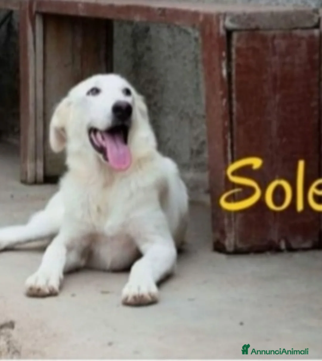 Meticcio cani in regalo: Sole 3anni buttato cucciolo a morire in 1fiume.SUD a Città metropolitana di Milano - Annuncio 1