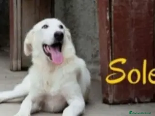 Meticcio cani Sole 3anni buttato cucciolo a morire in 1fiume.SUD a Città metropolitana di Milano - Annuncio 31