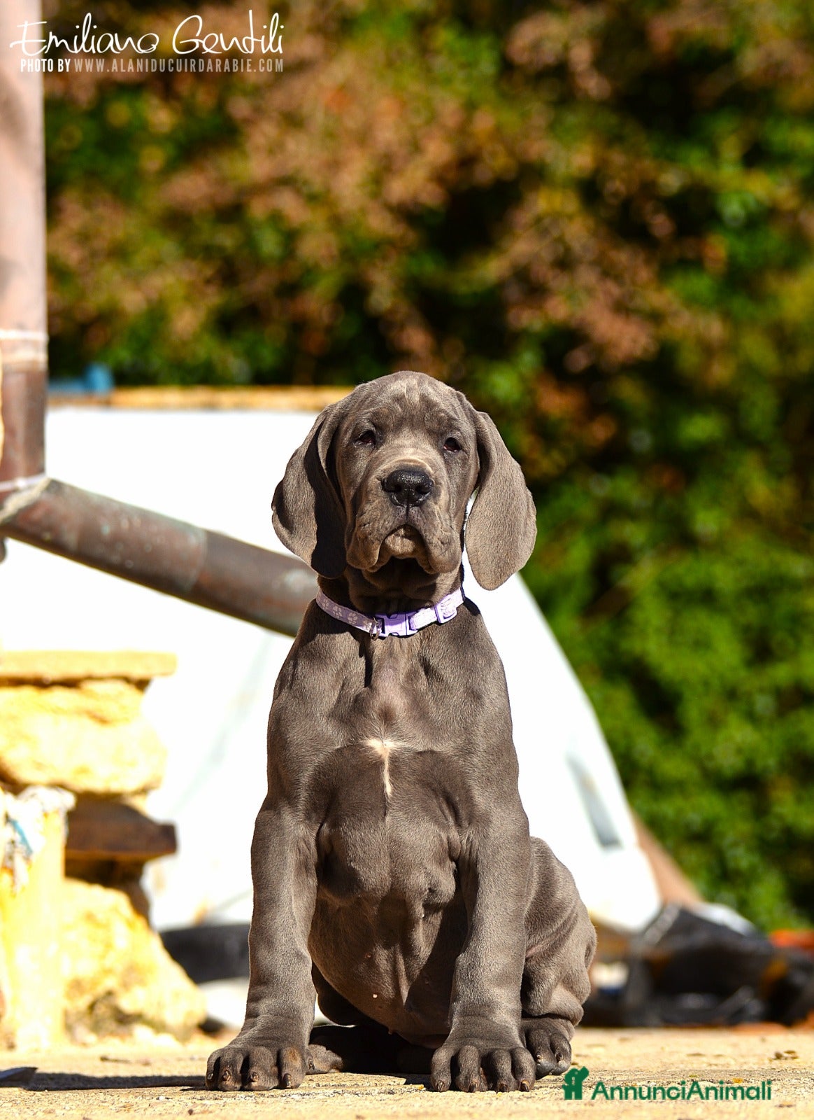 Alano cani Cucciola Alano femmina blu - Annuncio 2