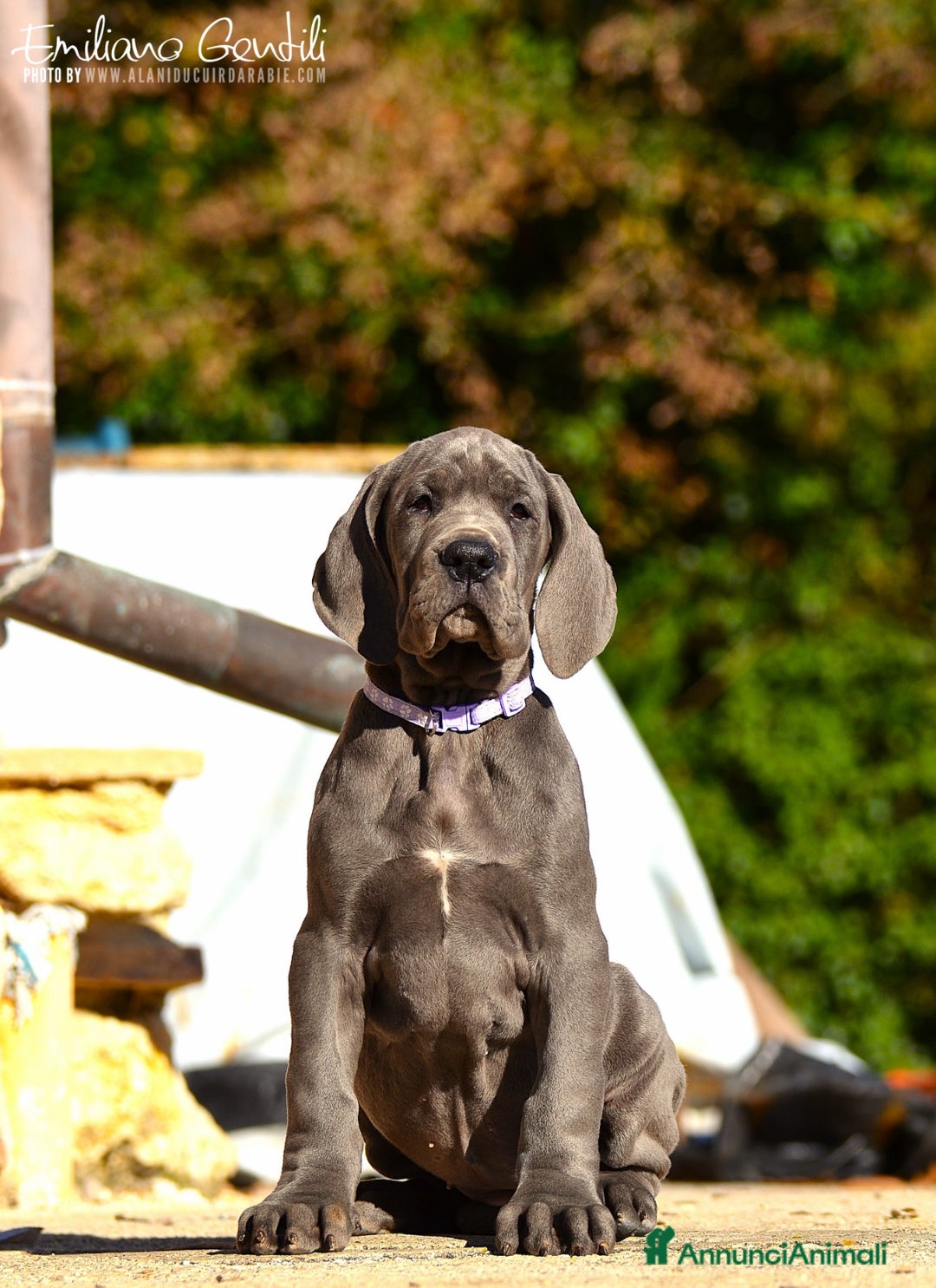 Alano cani in vendita: Cucciola Alano femmina blu - Annuncio 2