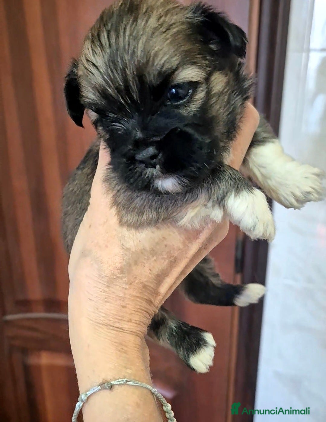 Lhasa Apso cani in vendita: Bellissimi cuccioli di Lhasa Apso - Annuncio 10