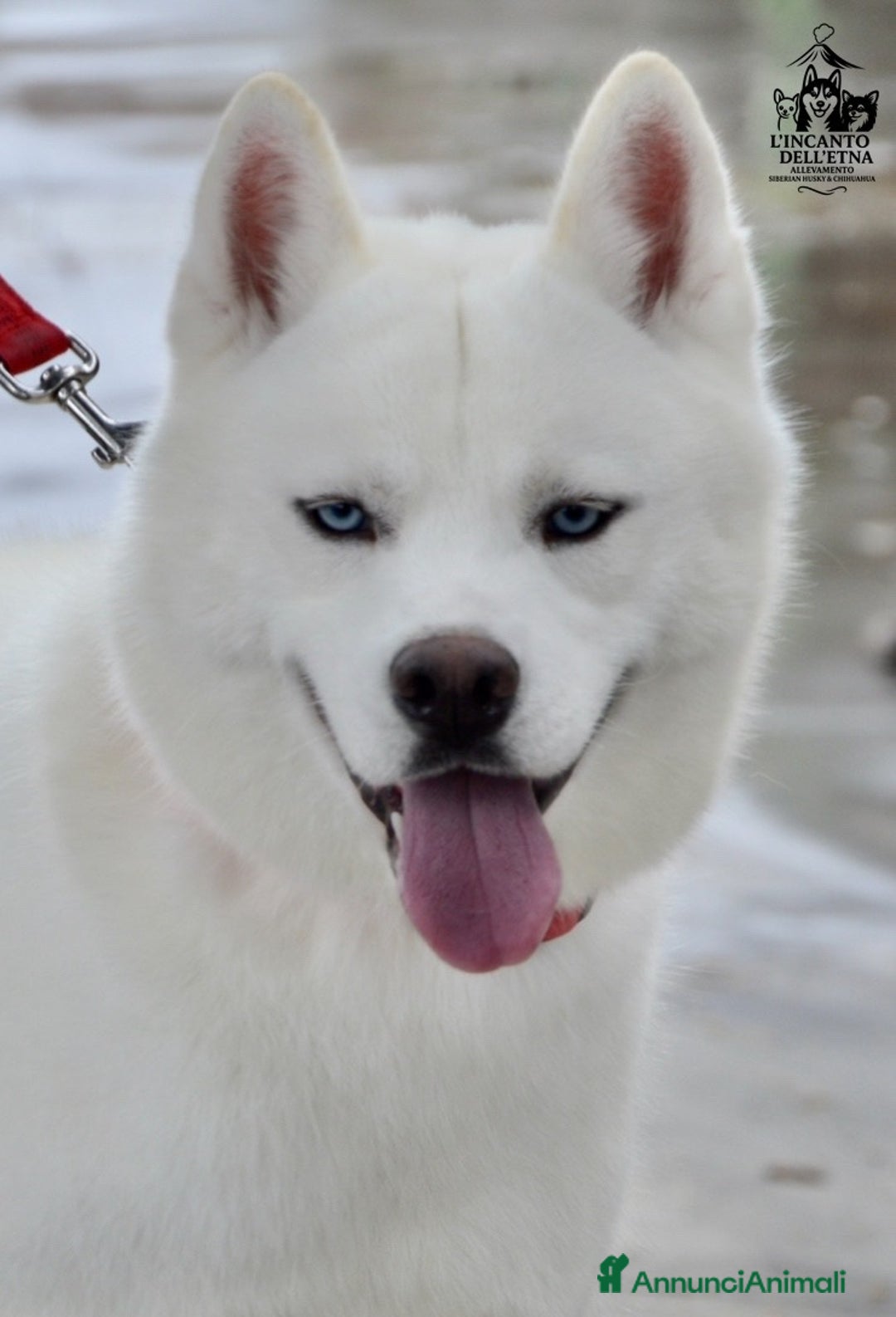 Husky cani in vendita: Siberian Husky cuccioli total white linea russa - Annuncio 8