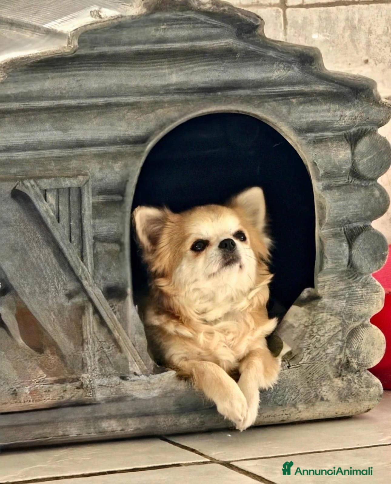 Chihuahua cani CUCCIOLI CHIHUAHUA PELO LUNGO - Annuncio 1