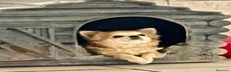 Chihuahua cani in vendita: CUCCIOLI CHIHUAHUA PELO LUNGO - Annuncio 1
