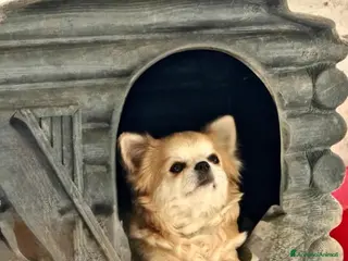 Chihuahua cani CUCCIOLI CHIHUAHUA PELO LUNGO - Annuncio 26