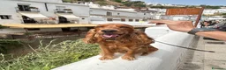 Cocker cani per accoppiamento: Cerco la femmina per accoppiamento a Città Metropolitana di Bologna - Annuncio 10