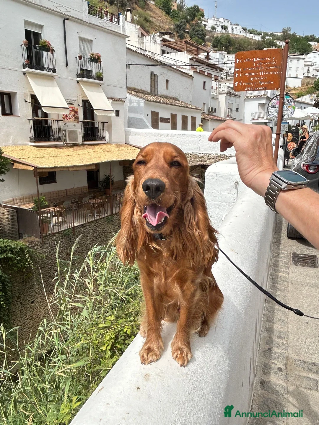 Cocker cani per accoppiamento: Cerco la femmina per accoppiamento a Città Metropolitana di Bologna - Annuncio 10
