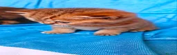 British gatti in vendita: Cuccioli da genitori British short hair  a Provincia di Varese - Annuncio 4