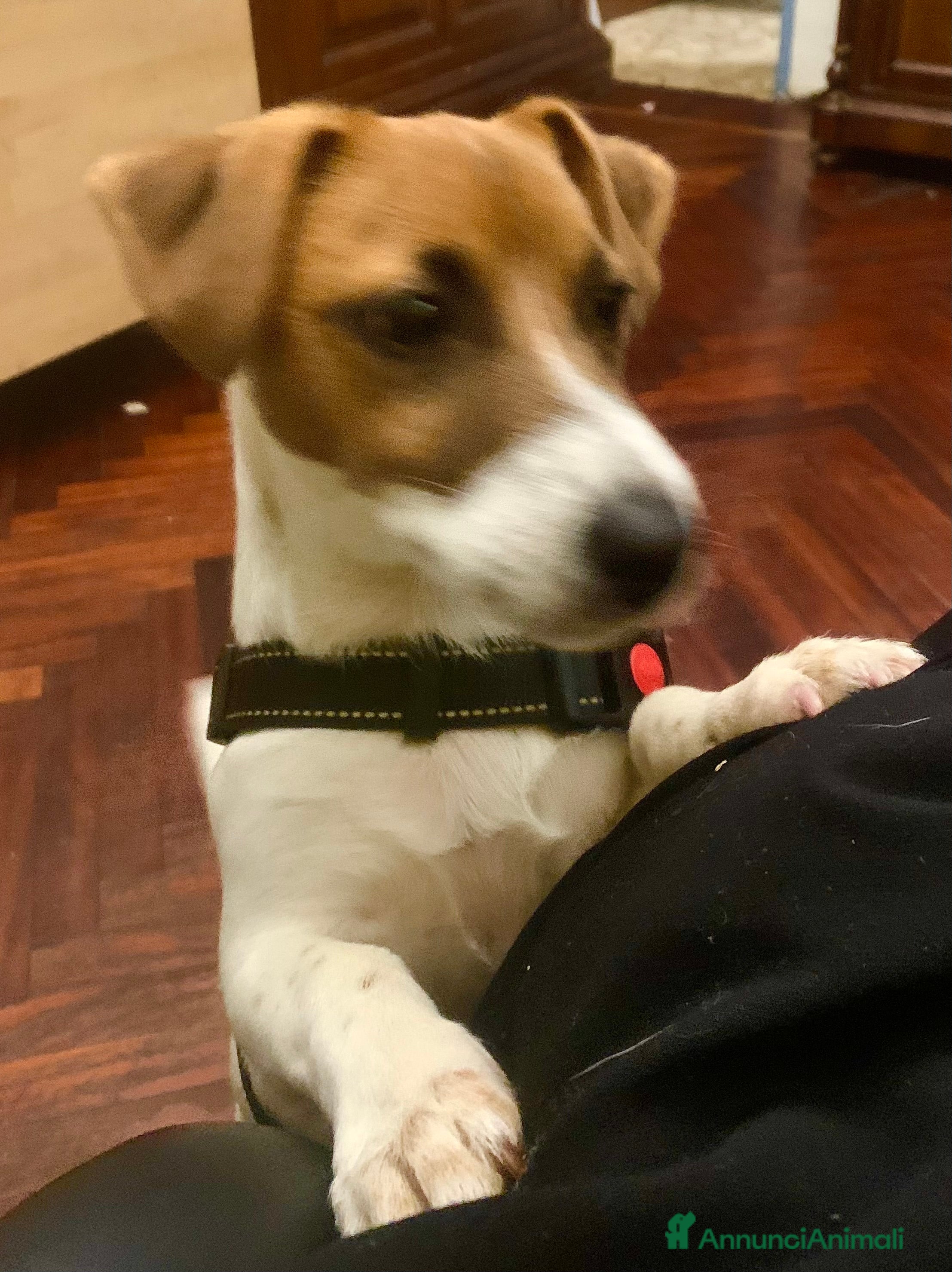 Jack Russell cani Jak Russel - Annuncio 2