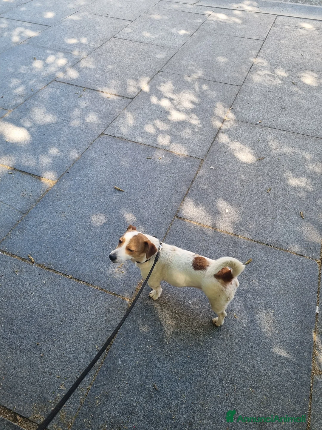 Jack Russell cani in vendita: Cuccioli di Jack russel  - Annuncio 2