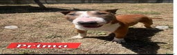 Bull Terrier cani in regalo: Bull Terrier 4anni si morde le zampe x lo stress.. a Città metropolitana di Milano - Annuncio 1