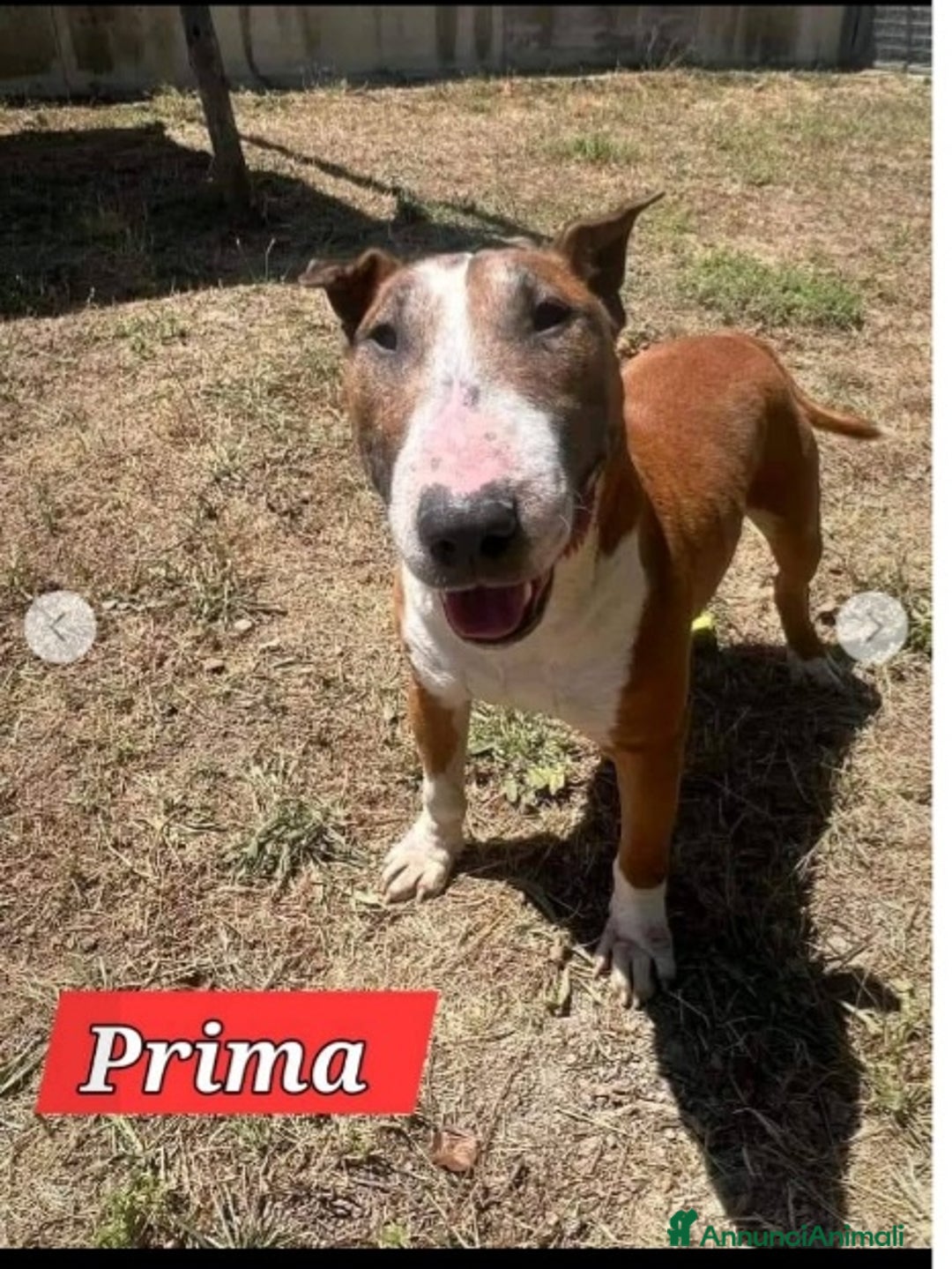 Bull Terrier cani in regalo: Bull Terrier 4anni si morde le zampe x lo stress.. a Città metropolitana di Milano - Annuncio 1