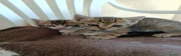 Meticcio gatti in regalo: Gattini in adozione  - Annuncio 5