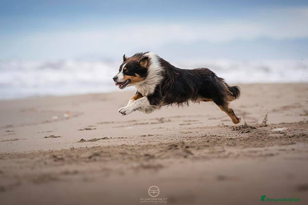 Australian Shepherd cani per accoppiamento: Maschio Australian Shepherd  a Provincia di Lucca - Annuncio 3