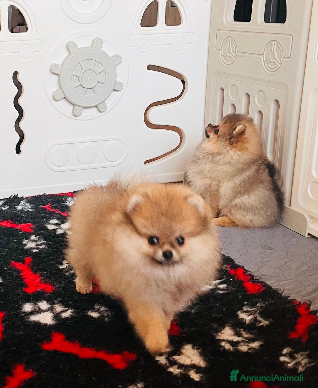 Spitz cani in vendita: Spitz tedesco nano - Annuncio 6