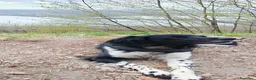 Breton cani in regalo: Breton a Città metropolitana di Milano - Annuncio 4