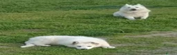 Pastore Svizzero cani in vendita: Pastore svizzero bianco cuccioli a Provincia di Brescia - Annuncio 1