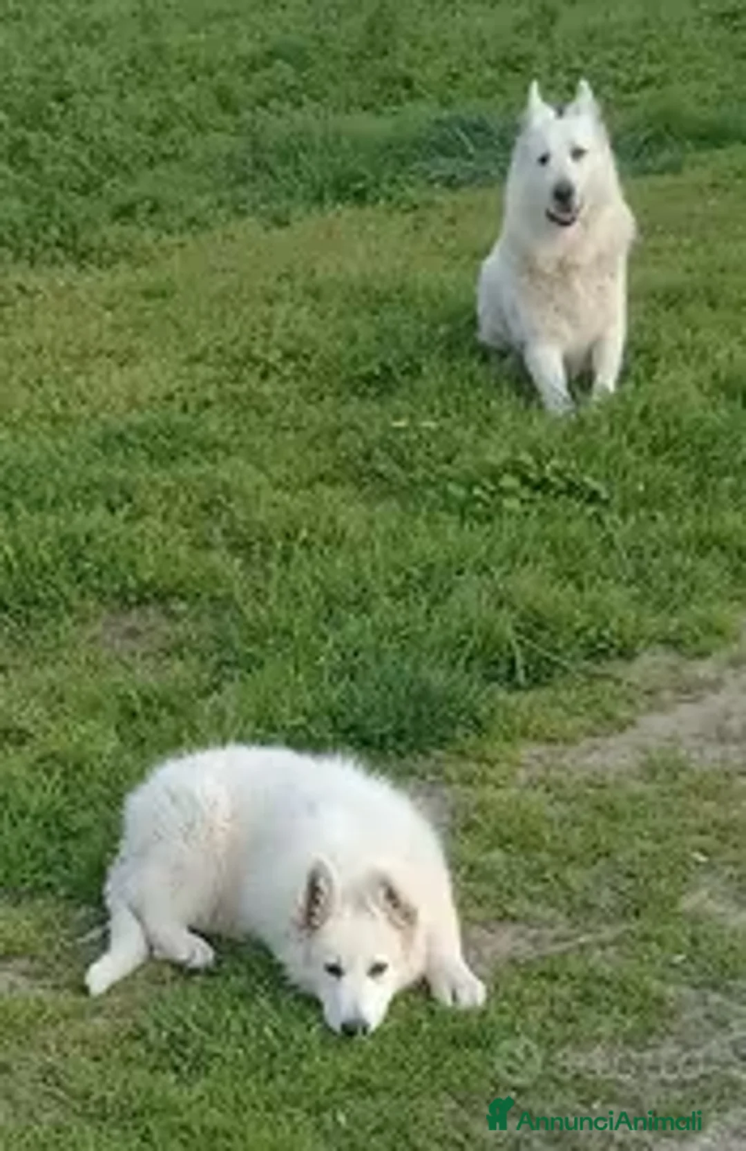 Pastore Svizzero cani in vendita: Pastore svizzero bianco cuccioli a Provincia di Brescia - Annuncio 1