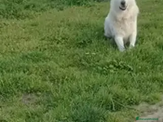 Pastore Svizzero cani Pastore svizzero bianco cuccioli - Annuncio 6