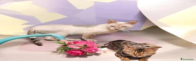 Bengala Gattino 1