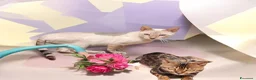 Bengala gatti in vendita: Gatti del Bengala  - Annuncio 6