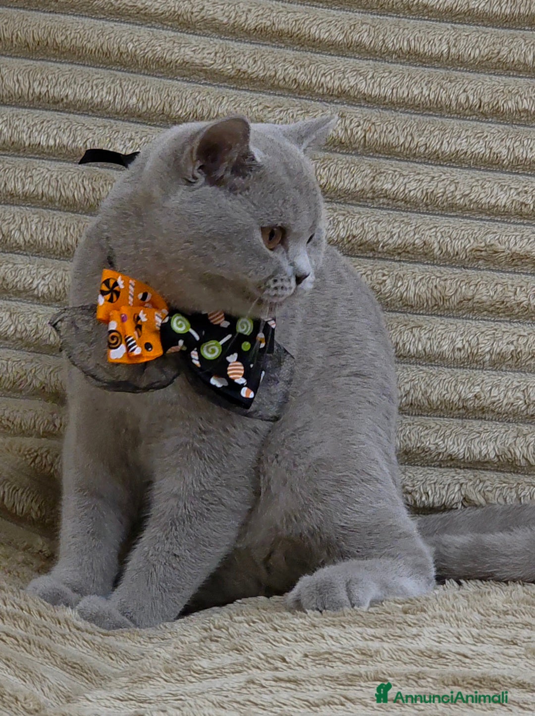 British gatti in vendita: British shorthair pedigree  - Annuncio 12