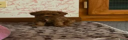 Barboncino Toy cani in vendita: Cucciole Barboncino Toy a Città metropolitana di Roma Capitale - Annuncio 4