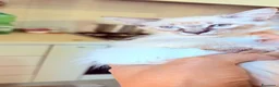 Angora turco gatti in regalo: 🐾 Splendidi gattini di Angora turco.  - Annuncio 2