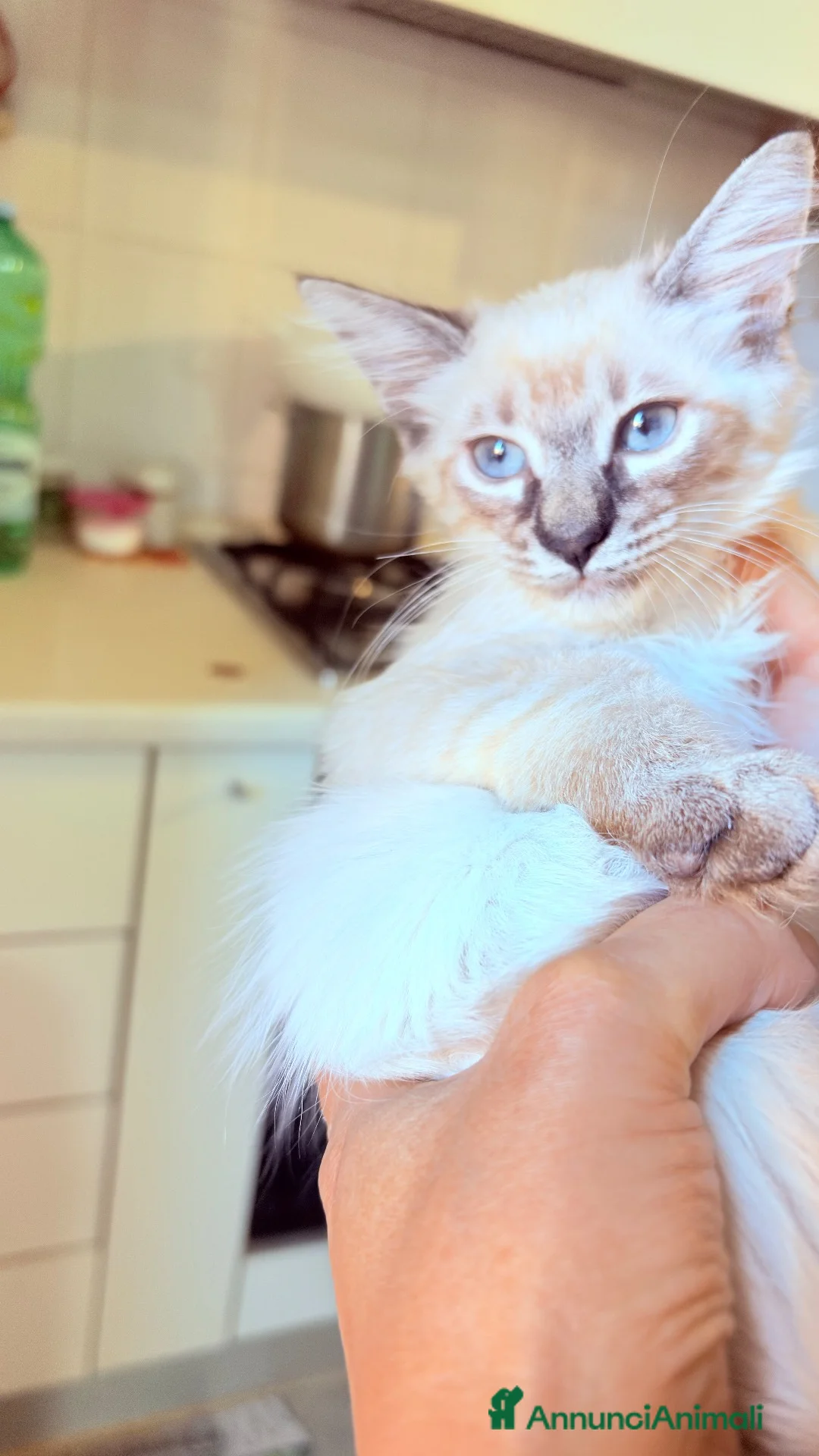 Angora turco gatti in regalo: 🐾 Splendidi gattini di Angora turco.  - Annuncio 2