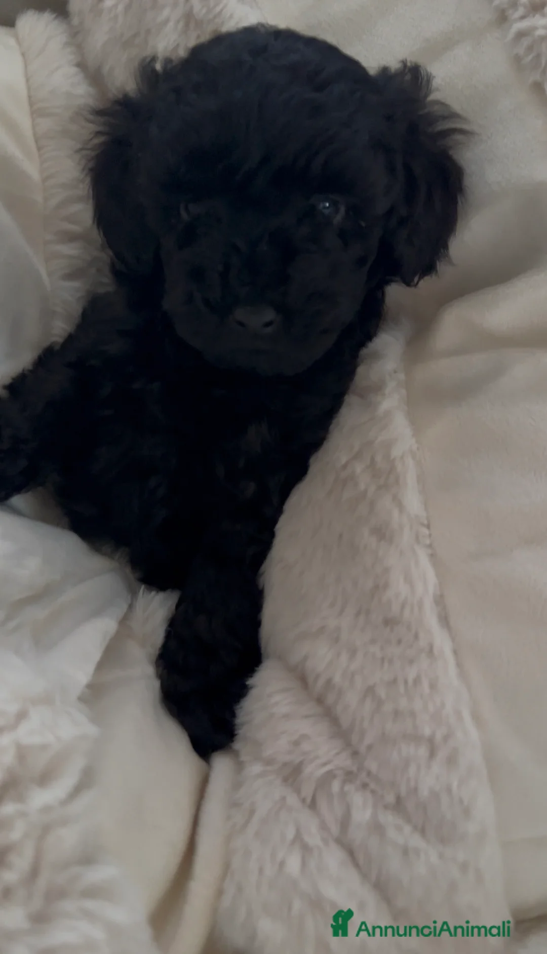 Barboncino cani in vendita: Barboncino nano ❤️ - Annuncio 2