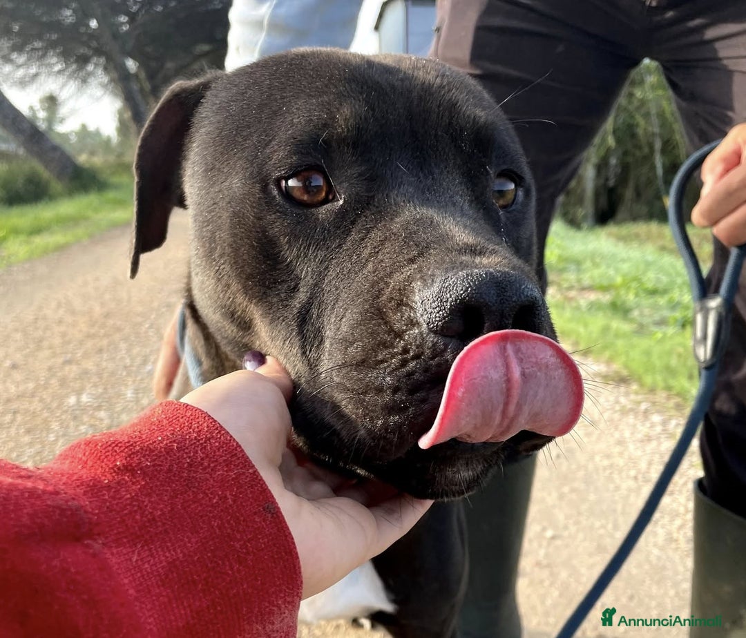 Pitbull cani in regalo: Magico Tyson a Provincia di Latina - Immagine 2
