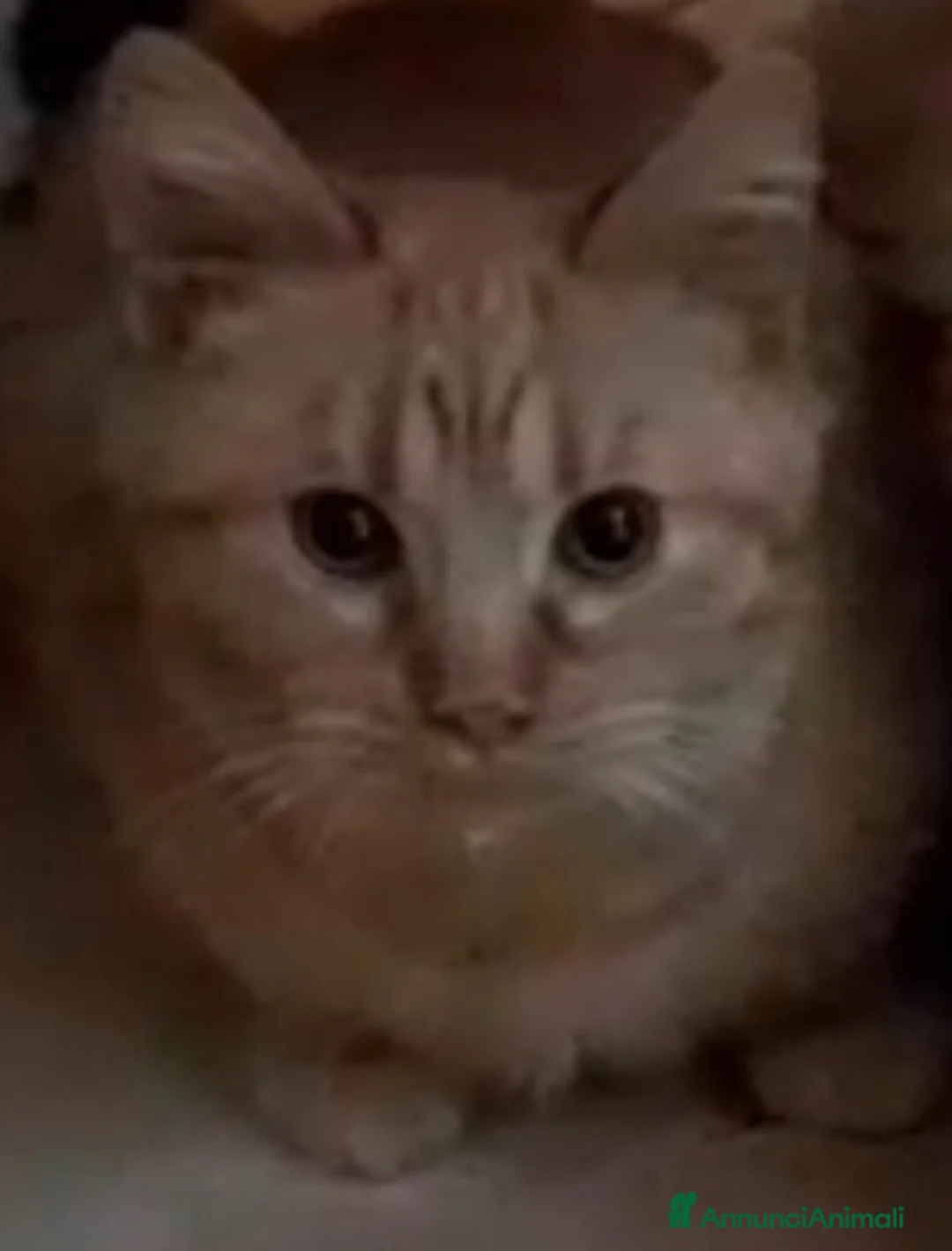 Meticcio gatti in regalo: GATTO TIMIDO  - Annuncio 5