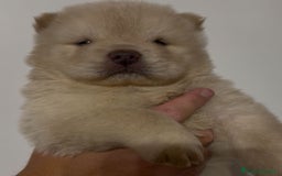 Chow Chow cani in vendita: Chow chow  a Città metropolitana di Catania - Immagine 4