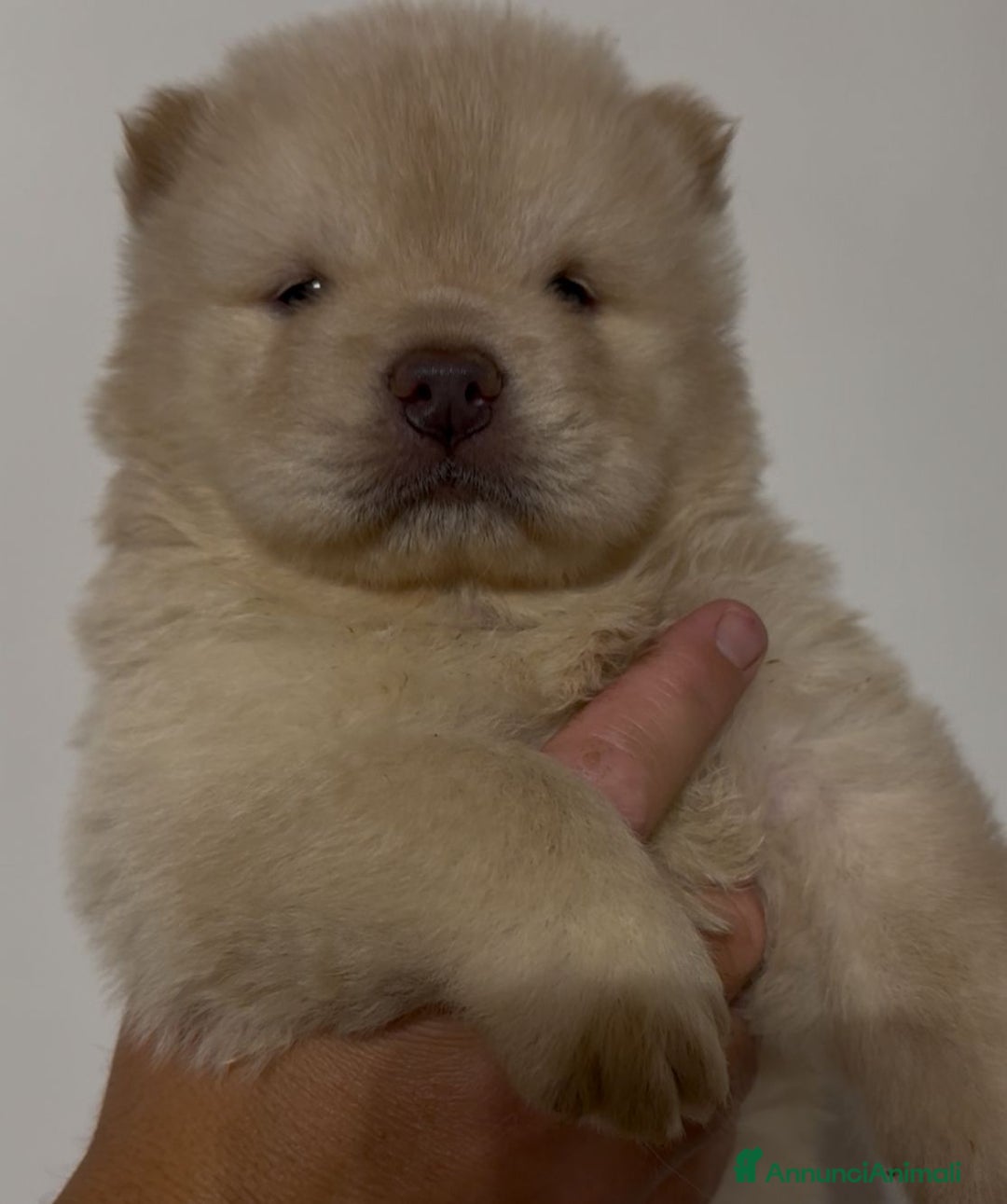 Chow Chow cani in vendita: Chow chow  a Città metropolitana di Catania - Immagine 4